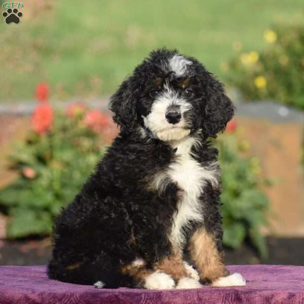 Evelyn, Mini Bernedoodle Puppy